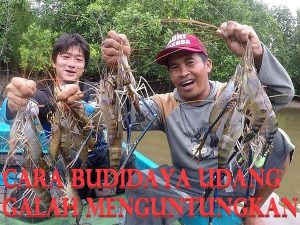 Cara Budidaya Udang Galah Untuk Pemula, Mudah Dan Menguntungkan