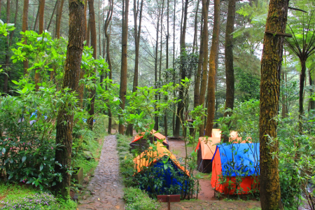 Eksplorasi Alam Hutan Tropis dengan Satwa Langka dan Flora Eksotis